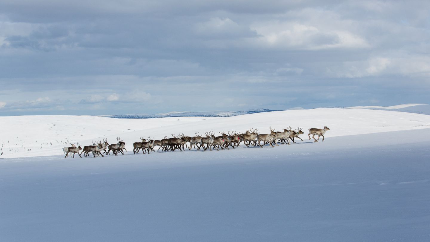 Inari-Saariselkä - Far in the North | Visit Finnish Lapland