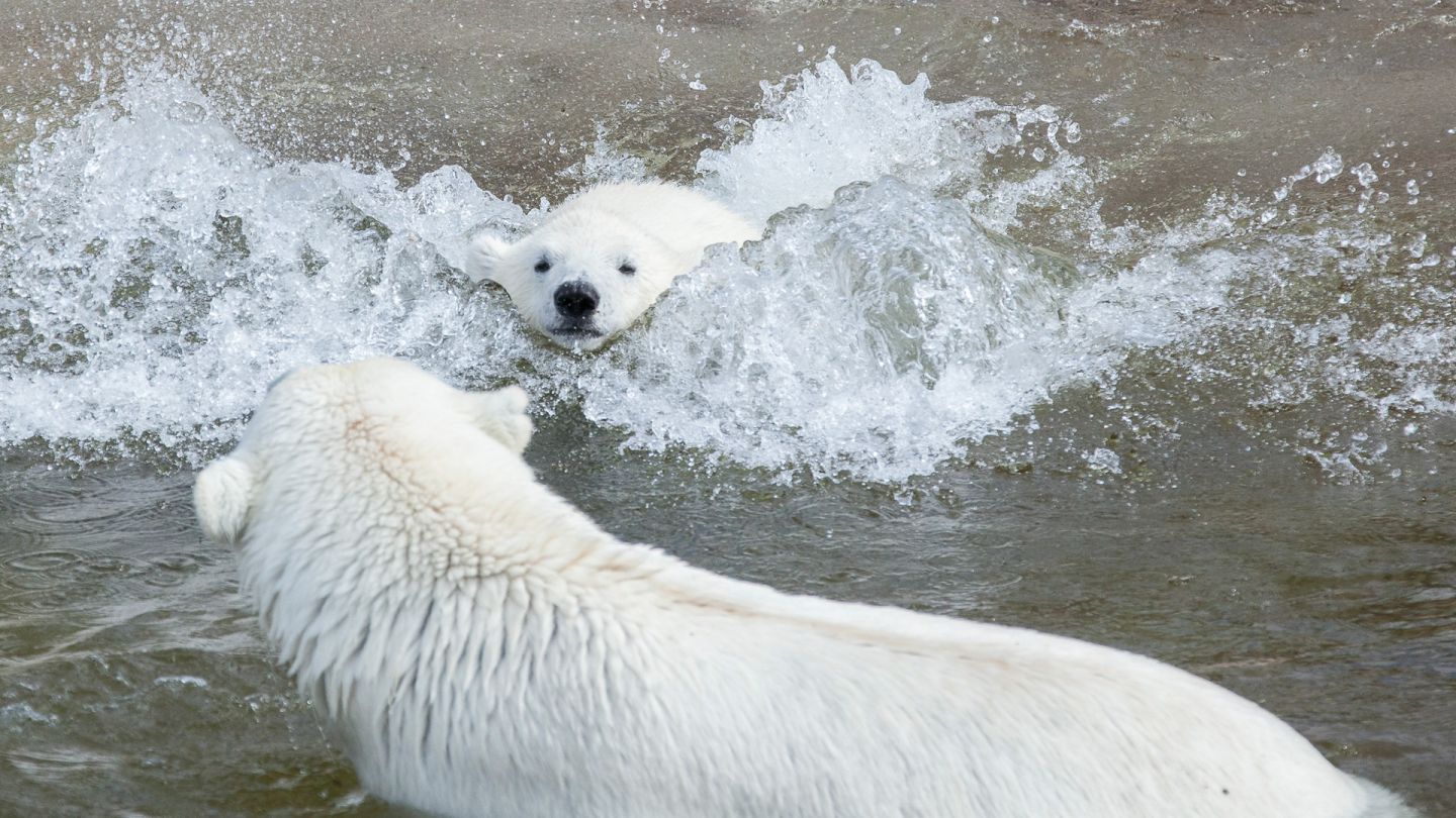 Ranua Home of Finland's Polar Bears Visit Finnish Lapland