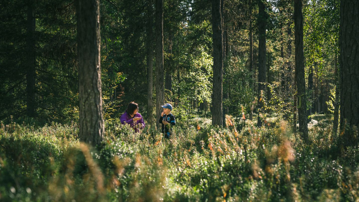 Sodankylä & Sompio - Call of the Living Backwoods | Visit Finnish Lapland