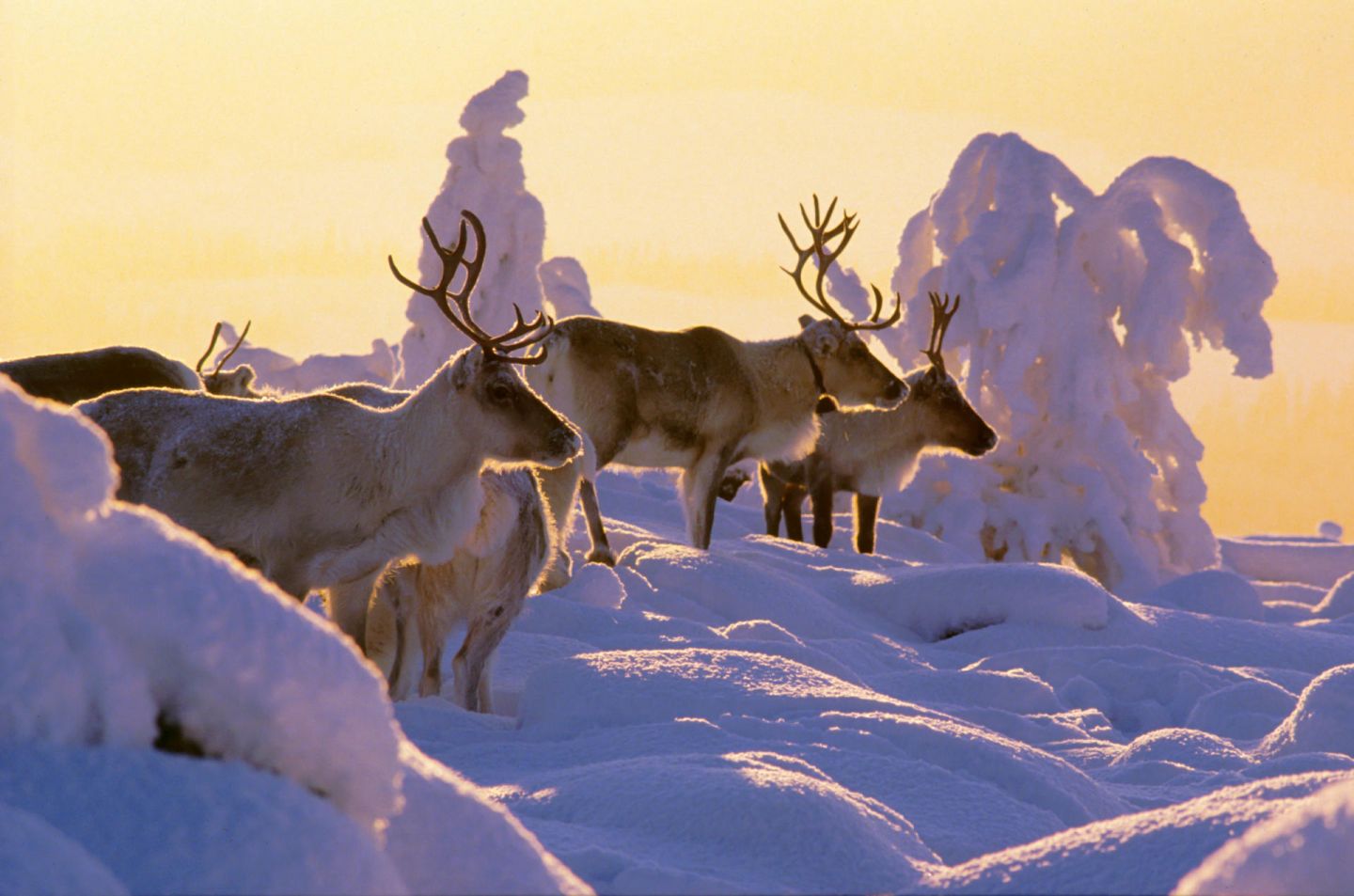 Lapland In Winter Most Wonderful Time Of Year Visit Finnish Lapland