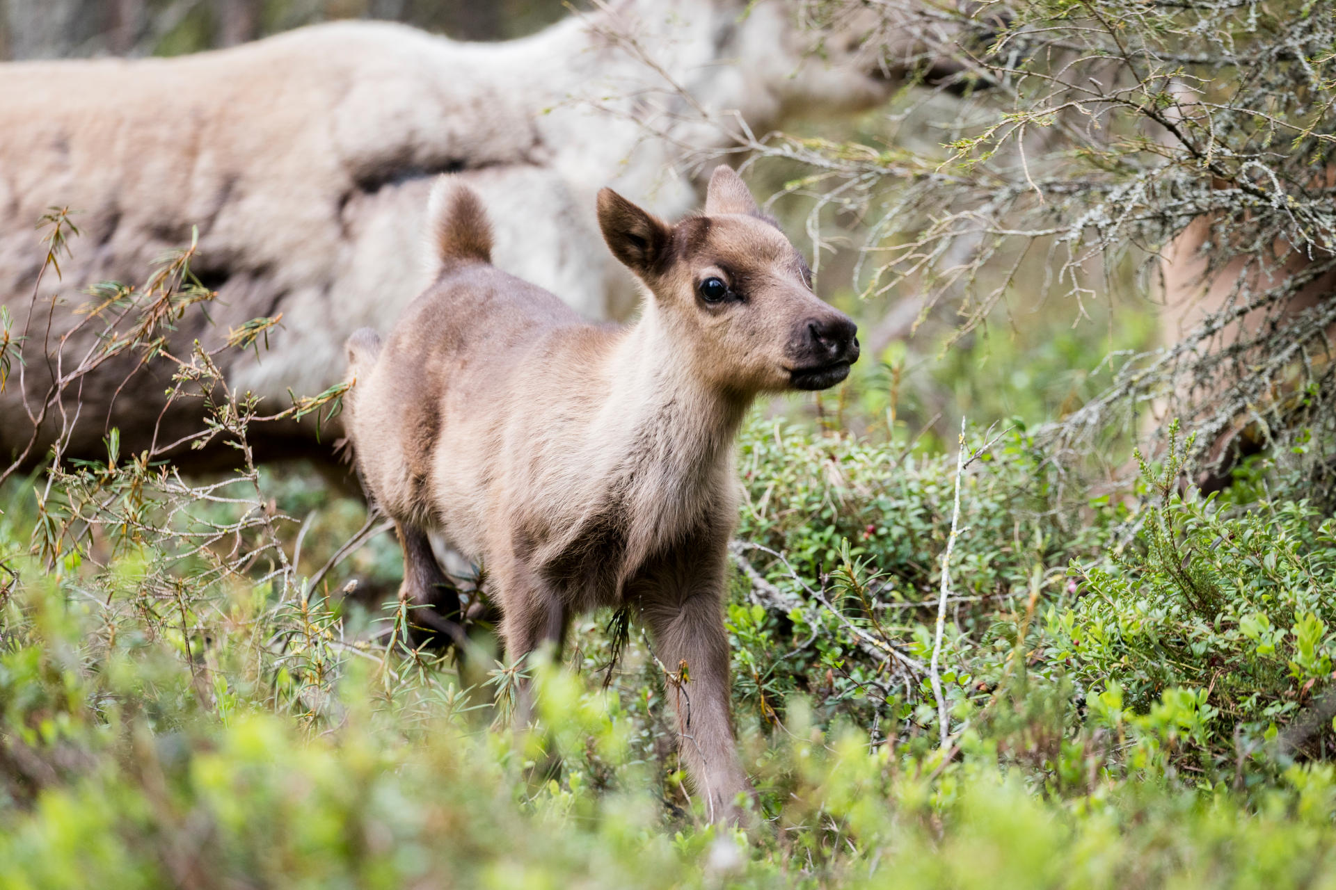 Reindeer Facts &amp; Fun - Year of the Reindeer | Visit Finnish Lapland