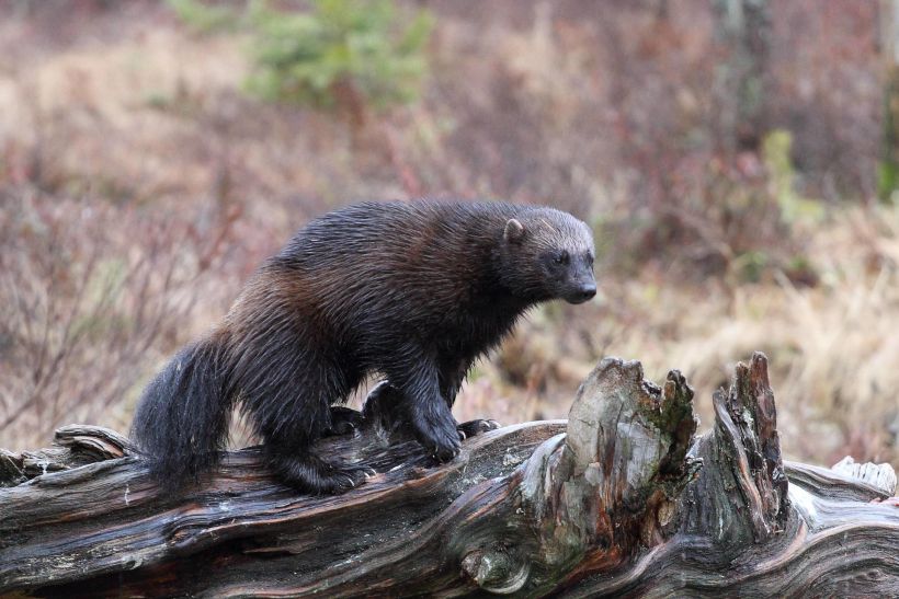 Arctic Wildlife - the animals of Lapland | Visit Finnish Lapland