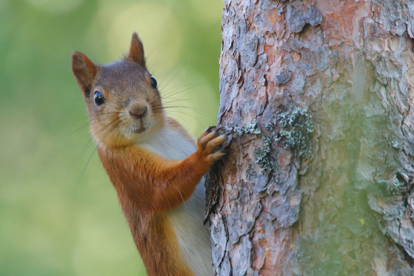 Squirrels, part of the Arctic wildlife you'll find in Finnish Lapland