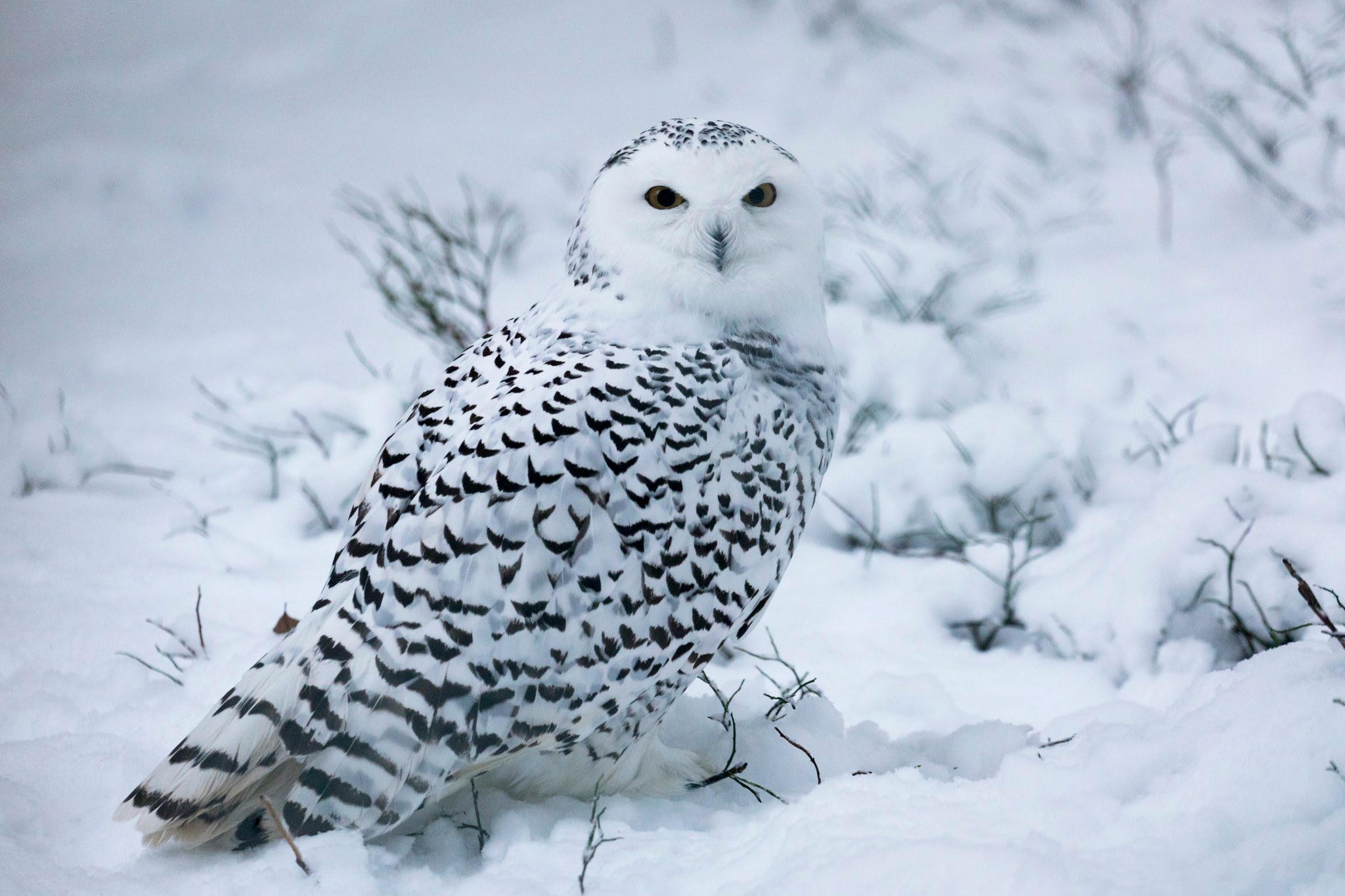 Arctic Wildlife - the animals of Lapland | Visit Finnish Lapland