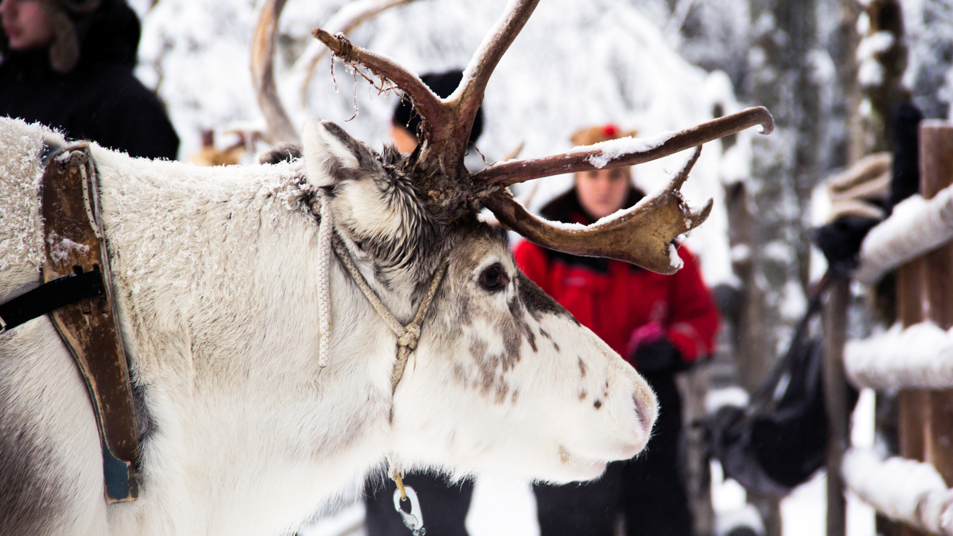 Trendit ovat Lapin matkailun puolella, mutta toipuminen ennalleen vie aikaa  | Business Lapland